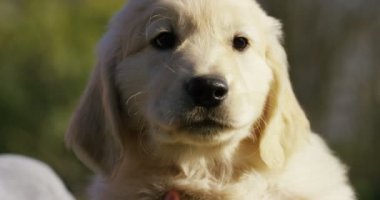 Güzel altın geri almak çimenlerin üzerinde oturur, ağır çekimde kuyruk oynayan ve runningand dört tekerlekli yük arabası