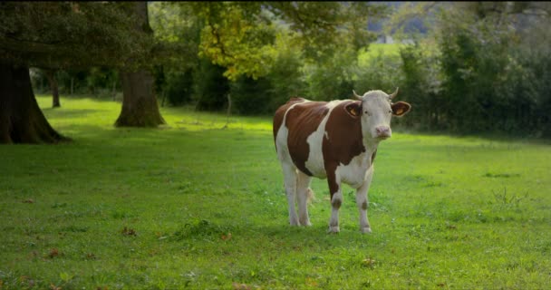 Leche Joven Vaca Marrón Blanco Pie Mirando Directamente Cámara Bonito — Vídeo de stock