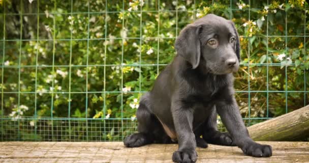 Vacker Svart Labrador Sitter Gräs Hand Strök Hund Natur Bakgrund — Stockvideo