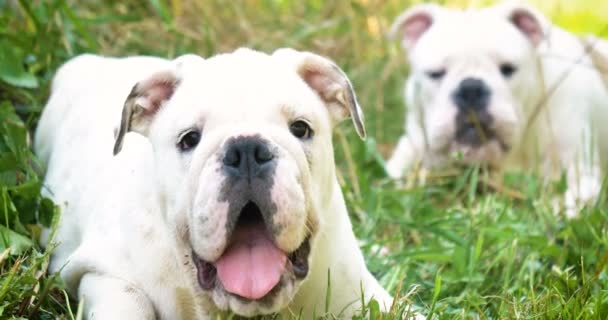 Két Gyönyörű Fehér Angol Bulldog Gyönyörű Arcát Hogy Játszik Füvön — Stock videók