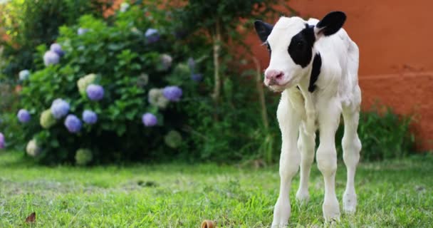 Štěně Skotu Zahradě Hospodářství Zemědělce Který Přinesl Zdravý Organické Aby — Stock video