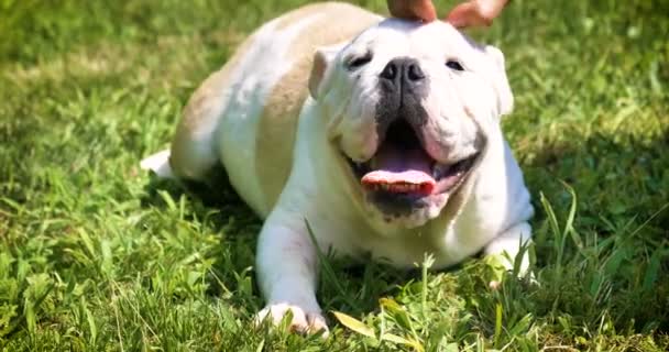 Schöne Weiße Englische Bulldogge Schönes Gesicht Auf Dem Gras Hintergrund — Stockvideo