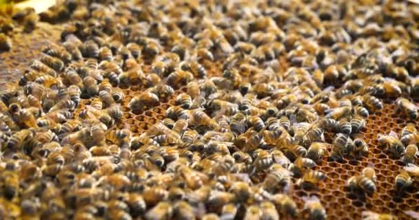 Pszczelarz Wygląda Pszczół Plastrów Miodu Dużo Miodu Ochronne Pszczelarz Bestii — Wideo stockowe