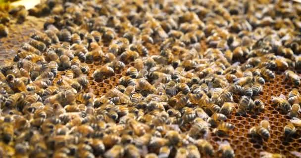 Der Imker Kümmert Sich Einem Schützenden Bienenstock Bienen Waben Viel — Stockvideo