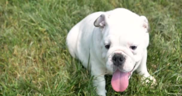Mooie Witte Engels Bulldog Mooi Gezicht Het Gras Achtergrond Van — Stockvideo