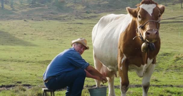 Granjero Cría Cría Vaca Naturaleza Acuerdo Con Las Tradiciones Antiguas — Vídeo de stock