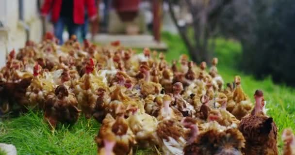 茶色の鶏の群れ 田舎に住んでいるとアウトドアを楽しみながら 食べ物をつつくし 山を背景に持つきれい — ストック動画