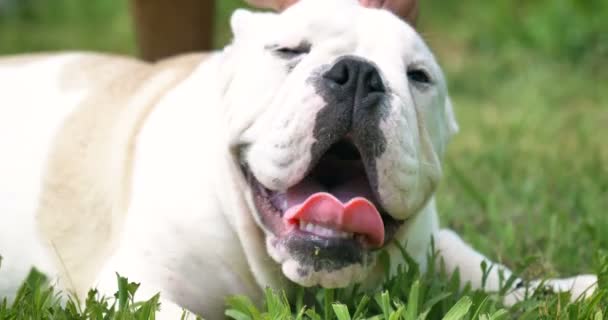 Schöne Weiße Englische Bulldogge Schönes Gesicht Auf Dem Gras Hintergrund — Stockvideo