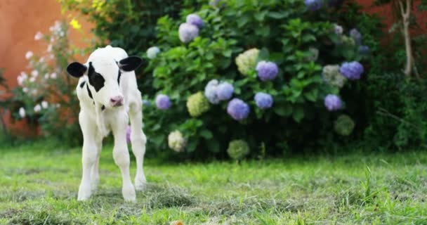 Puppy Bydła Ogrodzie Gospodarstwa Rolnika Przyniósł Zdrowych Organicznych Aby Silny — Wideo stockowe