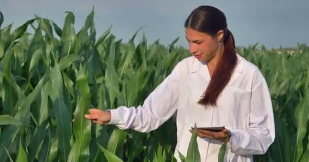 Ralenti Vidéo Agricultrice Vérifier Les Plants Maïs Dans Plantation Extérieur — Video