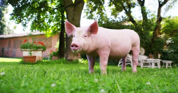 在一个农民的农场的花园里 一只小狗带来了健康的有机植物 使它以正确和自然的食物使它强劲而强劲地生长 爱动物的概念 素食主义者 — 图库视频影像