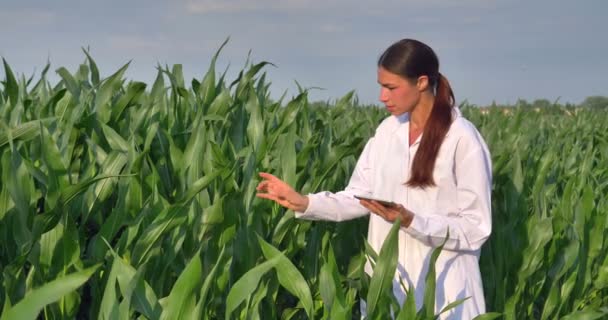 Video Mujer Agricultora Revisando Hojas Maíz Verde Campo Aire Libre — Vídeos de Stock