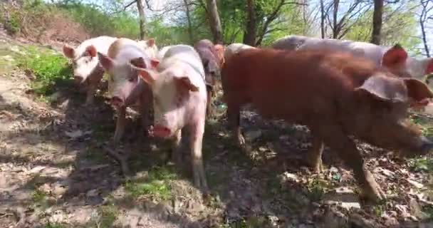 Finca Grupo Hermosos Cerdos Rosa Marrón Fueron Dejados Salir Dar — Vídeos de Stock