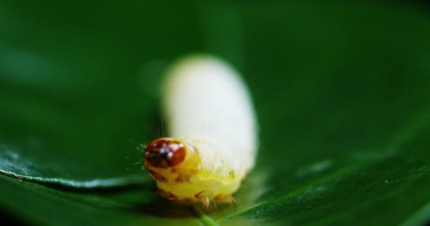 Grenaille Macroscopique Des Vers Des Larves Qui Déplacent Dans Sol — Video