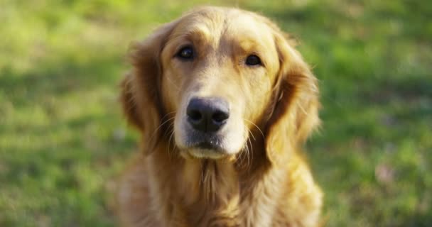 Portret Pięknego Psa Golden Retriever Rodowodem Dobrym Płaszczem Pies Czystej — Wideo stockowe