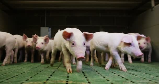 Puppy Pig Garden Farm Farmer Brought Healthy Organic Make Strong — Stock Video