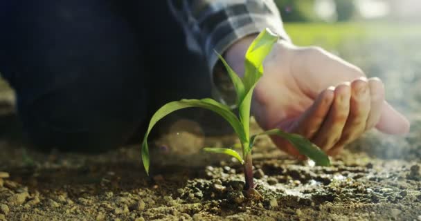 Movimiento Lento Mano Del Agricultor Joven Tocando Espiga Trigo Luz — Vídeos de Stock