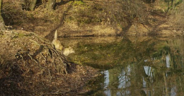 Portrait Beau Chien Golden Retriever Avec Pedigree Bon Manteau Juste — Video