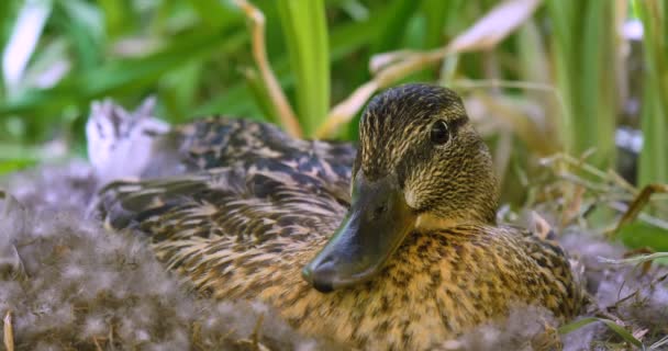 Zeitlupenvideo Der Ente Beim Entspannen — Stockvideo