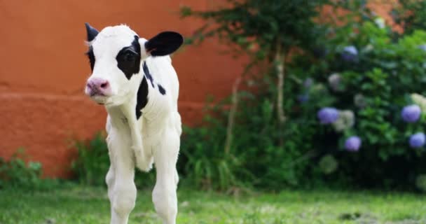 在一个农民的农场的花园里 一只小狗的牛带来了健康的有机 使它以正确和自然的食物而强劲而强劲地生长 爱动物的概念 素食主义者 — 图库视频影像