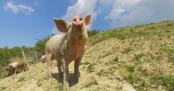 Finca Grupo Hermosos Cerdos Rosa Marrón Fueron Dejados Salir Dar — Vídeo de stock