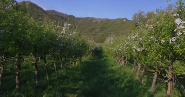 Widok Piękny Ogród Gospodarstwo Drzewa Zachód Słońca Koncepcja Bio Farma — Wideo stockowe