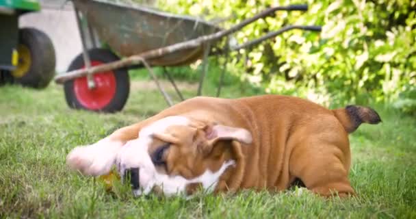 美丽的白色棕色英国斗牛犬 美丽的脸在草地上的乐趣 — 图库视频影像