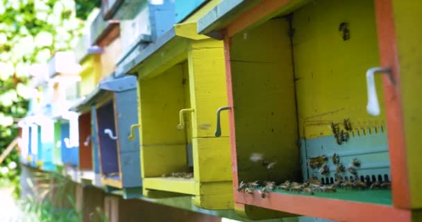 Der Imker Kümmert Sich Einem Schützenden Bienenstock Bienen Waben Viel — Stockvideo