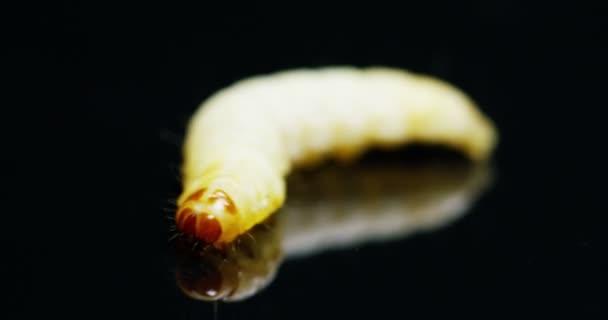 Makroaufnahmen Von Würmern Und Larven Die Sich Fruchtbaren Boden Bewegen — Stockvideo