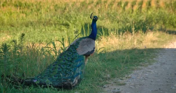 Grande Fagiano Bellissimo Pavone Cammina Sul Campo Belle Grandi Piume — Video Stock