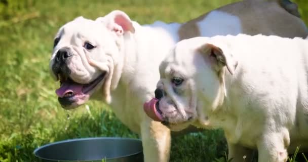 Dvě Krásné Bílé English Bulldogs Krásná Tvář Hraní Trávě Pozadí — Stock video