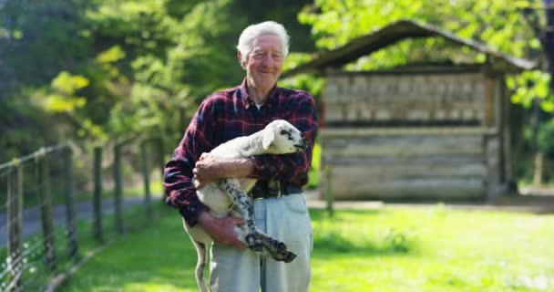 Smiling Farmer Holding Lamb Young Cub Has Experience Follow Care — стоковое видео