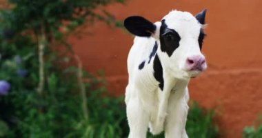 Bir çiftlik bir çiftçinin bahçesinde bir köpek yavrusu sığır sağlıklı bir organik, güçlü ve güçlü büyüme ile bir doğru ve doğal gıda olsun diye getirdim. hayvanlar, biyo, vegan, doğa için aşk kavramı.
