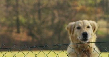 Güzel bir Golden Retriever köpeğinin portresi, soyağacı ve güzel bir paltoyla daha yeni fırçalandı. Saf köpek, yeşillik ve kamerayla çevrili. Güzelliği, yumuşaklığı, soyağacı kavramını..