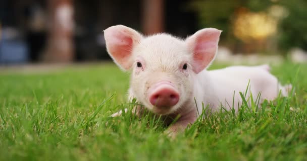ein Welpenschwein im Garten eines Bauernhofes von einem Landwirt brachte ein gesundes, biologisches, um es starkes und robustes Wachstum mit einer korrekten und natürlichen Nahrung zu machen. Konzept der Tierliebe, Bio, Veganer, Natur.