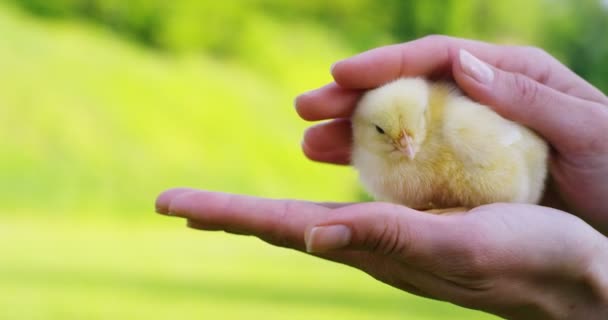 晴れた日に少し黄色のコンセプトに緑の草や木の背景に 彼の手に座っている雛 生態学 バイオ イースター 大好き — ストック動画