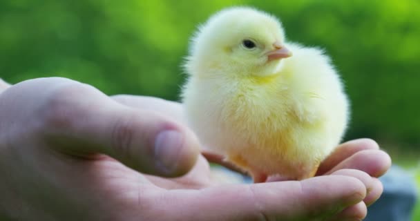 Egy Napsütéses Napon Kis Sárga Csirke Kezét Háttérben Zöld Fák — Stock videók