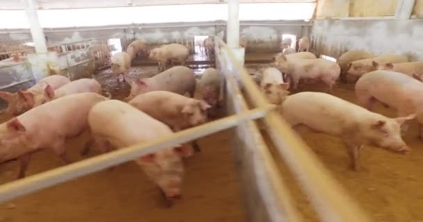 Farm Group Beautiful Pigs Pink Brown Were Let Out Walk — Stock Video