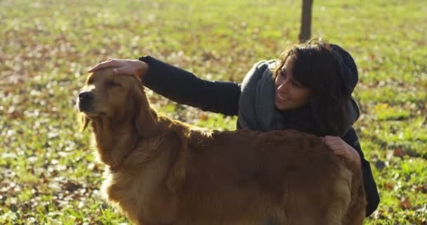 Retrato Hermoso Perro Golden Retriever Con Pedigrí Buen Abrigo Perro — Vídeo de stock