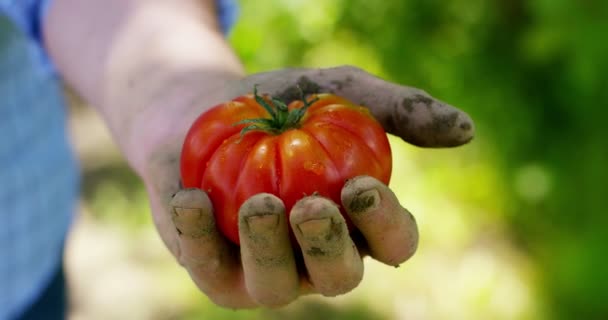 Portrait Jeune Agriculteur Heureux Tenant Des Légumes Frais Dans Panier — Video