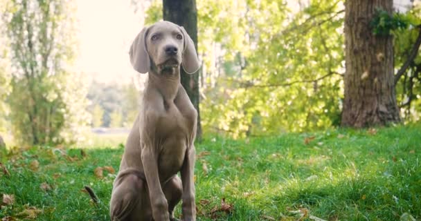 Retrato Cachorro Raza Weimaraner Mirando Habitación Concepto Animales Raza Pura — Vídeos de Stock