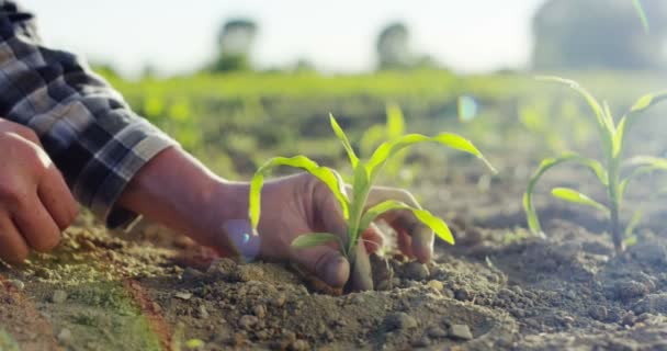 土壌地面に根を持つ小さな植物を植える人の手のスローモーションビデオ — ストック動画