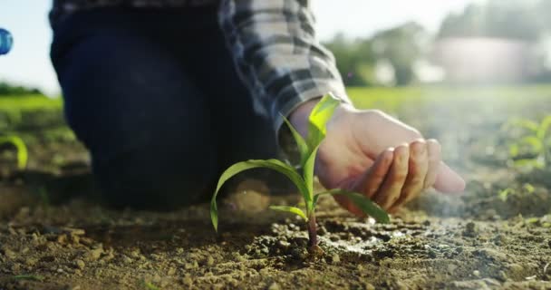 若い農夫手触れる小麦 日光に耳し 呼吸のスローモーション リラックス日 クローズ アップ — ストック動画
