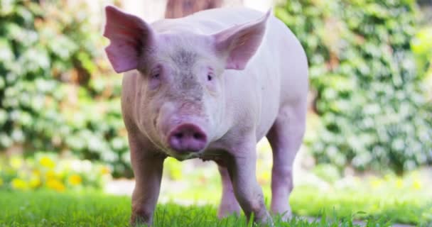 農家の農場の庭で子犬豚を正しいという強力で堅牢な成長と自然食品有機 もたらした バイオ ビーガン 性質のための愛の概念 — ストック動画