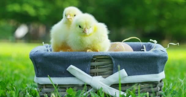 Egy Napsütéses Napon Kis Sárga Csirke Kosárban Háttérben Zöld Fák — Stock videók