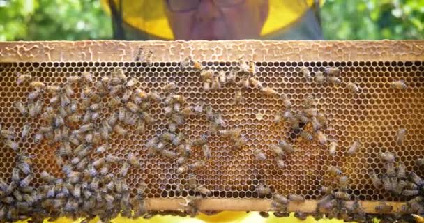 Včelař Pečuje Včely Voštiny Hodně Medu Ochranné Včelaře Zvíře Koncepce — Stock video