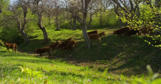 在农场从笔上散步发布了美丽的 精心打扮的奶牛群 美丽的拍摄从侧面 在葡萄和树木的背景下 — 图库视频影像