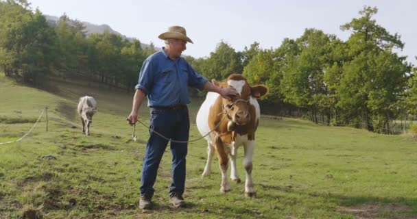 一个农夫根据古代的传统 在自然界中饲养和饲养奶牛 饲养员每天早上都感觉新鲜的牛奶和优良的品质 爱护动物 — 图库视频影像