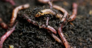 Makro çekim solucanlar ve bereketli toprakta hareket larvalar toprak döllemek ve bitkiler için iyi yapmak için kullanılır. Balık yakalamak için yem balık tutma olarak kullanılan hayvanlar. Kavram: Biyoloji, toprak verimliliği.