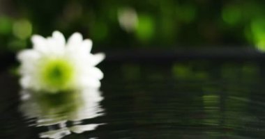 su damlaları, kokular ve kokular sağlıklı yaşam ve spa için aromaterapi temel yağlar karışımı. Güzellik kavramı. güzel kokulu esans. bir yaprak özü damla düşme havuzu Sağlık Merkezi